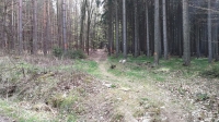 Trail hinterm Sonnenhuebel im Koenigsholz