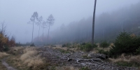 Brr - Gespenstischer Wald kurz vor Scharfensteinhütte