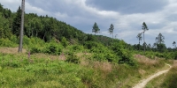 Koertingweg