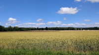 Landschaft